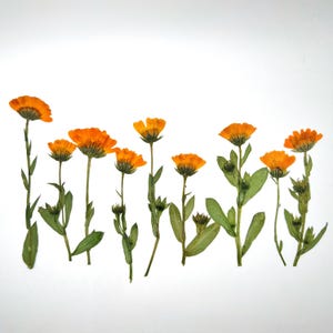 Gedroogde goudsbloembloemen, calendulastelen, SET van 5-10-15, eetbare bloemen