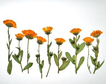 Fleurs séchées pressées de souci, tiges de calendula, lot de 5-10-15, fleurs comestibles