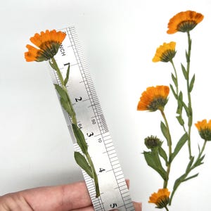 May include: Pressed orange calendula flowers with green stems and leaves are shown next to a ruler. The ruler measures the length of a single flower stem, which is approximately 5 inches long. Additional flowers are visible in the background.
