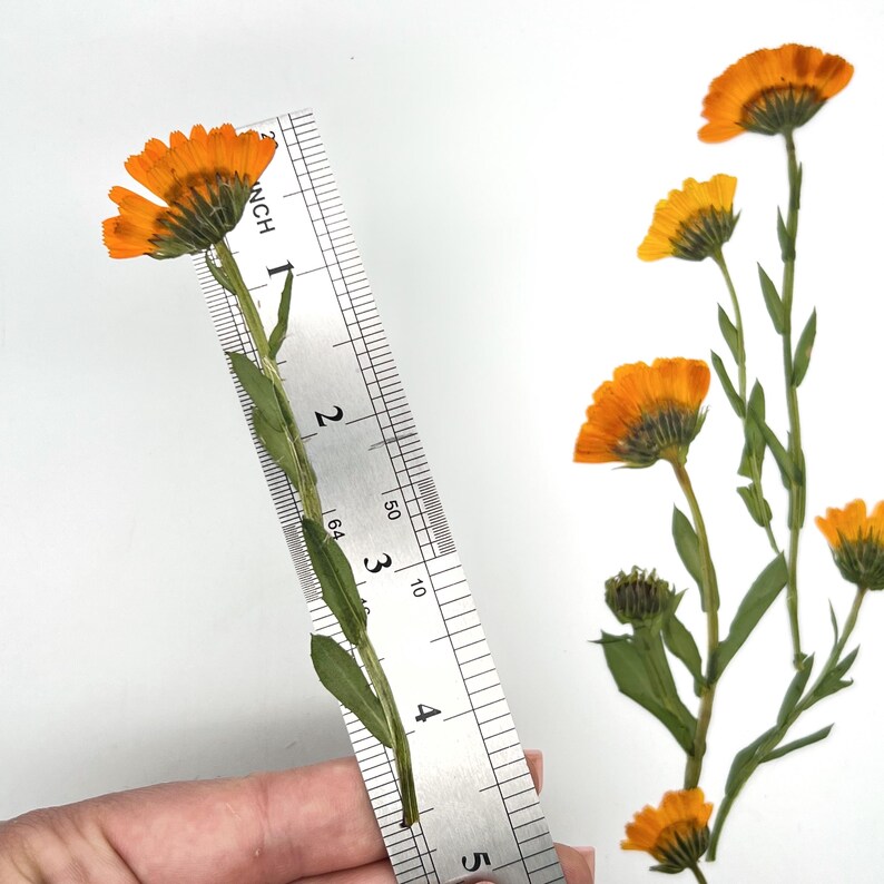 May include: Pressed orange calendula flowers with green stems and leaves are shown next to a ruler. The ruler measures the length of a single flower stem, which is approximately 5 inches long. Additional flowers are visible in the background.