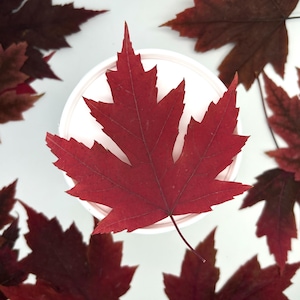 Maple leaves, Autumn leaves, Dried leaves, Real pressed dried leaves, Fall leaves, Grenery for craft, Red dried leaves, Brown pressed leaves