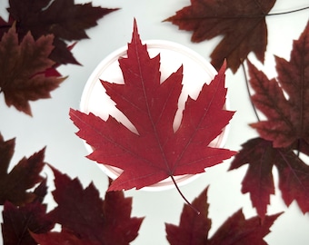 Maple leaves, Autumn leaves, Dried leaves, Real pressed dried leaves, Fall leaves, Grenery for craft, Red dried leaves, Brown pressed leaves