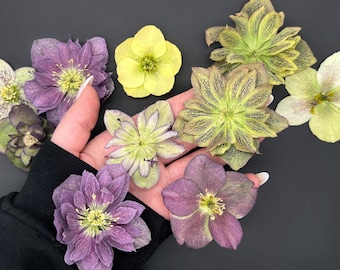 Dried flowers, Set of dried flowers, Voluminous flowers, Dried wildflowers, Dried flower for candles, Dried flower for resin, Resin supplies