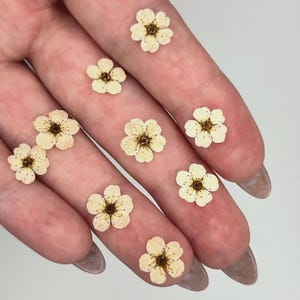 May include: A collection of eight small, pressed flowers with five pale cream-colored petals and a dark brown center. Each flower features a delicate, flat structure with visible stamens, arranged individually across the surface of the fingers.