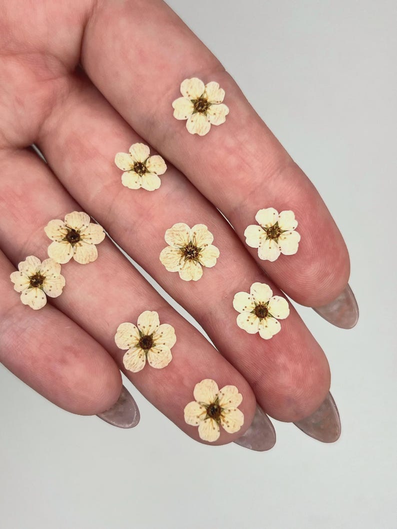May include: A collection of eight small, pressed flowers with five pale cream-colored petals and a dark brown center. Each flower features a delicate, flat structure with visible stamens, arranged individually across the surface of the fingers.