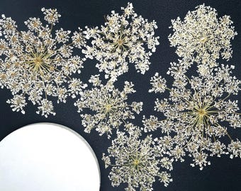 Queen Anne's Lace pressed flowers, Real pressed dried flowers, Set of 5-10-20