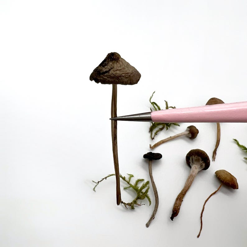 May include: A collection of small, dried mushrooms with brown caps and slender stems, arranged on a white surface. A pink and silver tool is positioned near the mushrooms. Green moss adds a natural element to the composition.