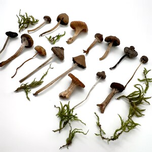 May include: An assortment of mushrooms with various cap shapes and colors, including brown, tan, and orange, are scattered across a white surface. Green moss accents are interspersed among the mushrooms, creating a natural, earthy composition.