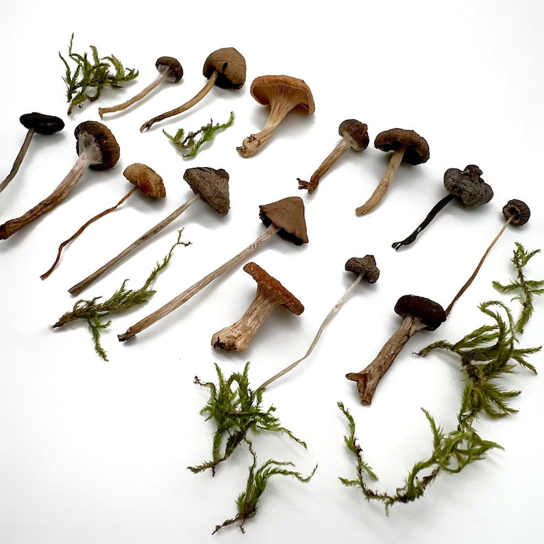 May include: An assortment of mushrooms with various cap shapes and colors, including brown, tan, and orange, are scattered across a white surface. Green moss accents are interspersed among the mushrooms, creating a natural, earthy composition.