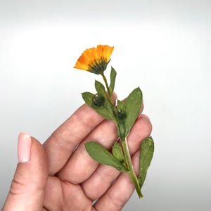 May include: A vibrant orange calendula flower with a dark green stem and leaves. The flower is held in a hand against a white background. The petals are a bright orange, and the leaves are a deep green.