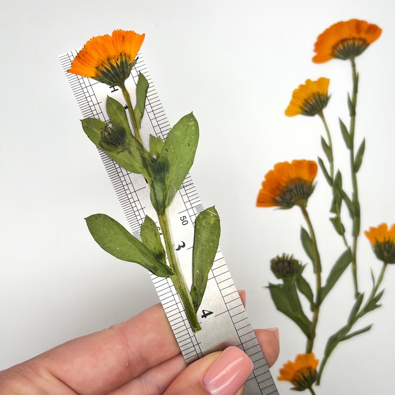 May include: Close-up of pressed orange calendula flowers with green leaves. A metal ruler is placed next to the flower, showing measurements. Additional pressed flowers are visible in the background. The flowers are a vibrant orange color.