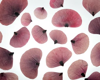 Poppy petals,  Real pressed dried flowers, Dried flowers, Edible flower, Pressed flowers, Red dried flowers for resin, Flowers for cake