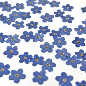 Forget me not flowers, Real pressed dried flowers, Dried flowers, Real pressed dried leaves, Pressed flowers, Blue flowers for craft image 2