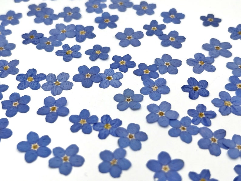Forget me not flowers, Real pressed dried flowers, Dried flowers, Real pressed dried leaves, Pressed flowers, Blue flowers for craft image 2