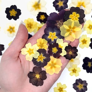 Primrose set of 30, Real pressed dried flowers, Edible flower, Dried flowers,  Pressed flowers, Red dried flowers for resin