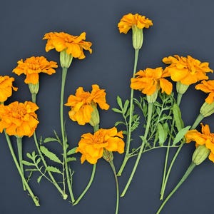 Op de afbeelding: Een verzameling feloranje afrikaantjes met gelaagde bloemblaadjes en groene stengels. De bloemen zijn in een losse groep gerangschikt, waarbij hun gefranjerde textuur en heldere kleur goed uitkomen tegen een effen, donkergrijze achtergrond.