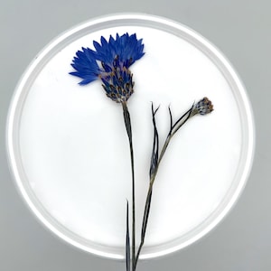 Könnte beinhalten: Nahaufnahme eines weißen, runden Tellers mit einer leuchtend blauen Kornblume und einem getrockneten Blütenstiel. Die blaue Blume blüht mit zarten Blütenblättern. Der Hintergrund ist ein weiches Grau.