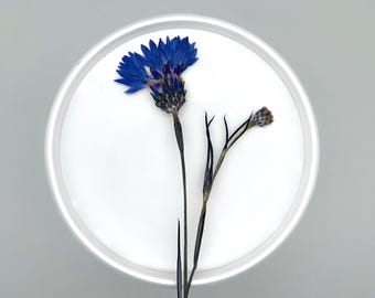 Cornflower, Real pressed dried flowers, Dried flowers, Real pressed dried leaves, Pressed flowers, Blue flowers for craft
