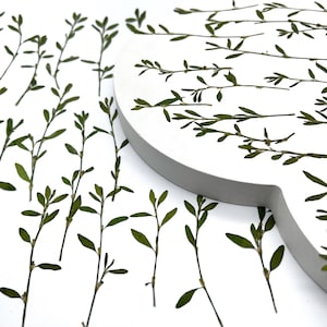 Green leaves, Real pressed dried flowers, Dried flowers, Real pressed dried leaves, Pressed flowers, Grenery for craft