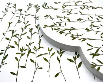 Green leaves, Real pressed dried flowers, Dried flowers, Real pressed dried leaves, Pressed flowers, Grenery for craft