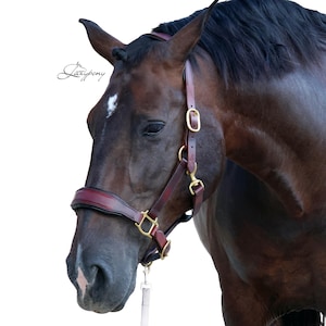 Licol en cuir pour cheval Classic Lazypony, licol rembourré ajustable fait main
