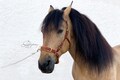 Leather cavesson Lazypony, handcrafted bitless bridle with chain or leather noseband product logo