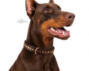 Leather dog collar with rivets Lazypony, padded handmade pet collar and name tag