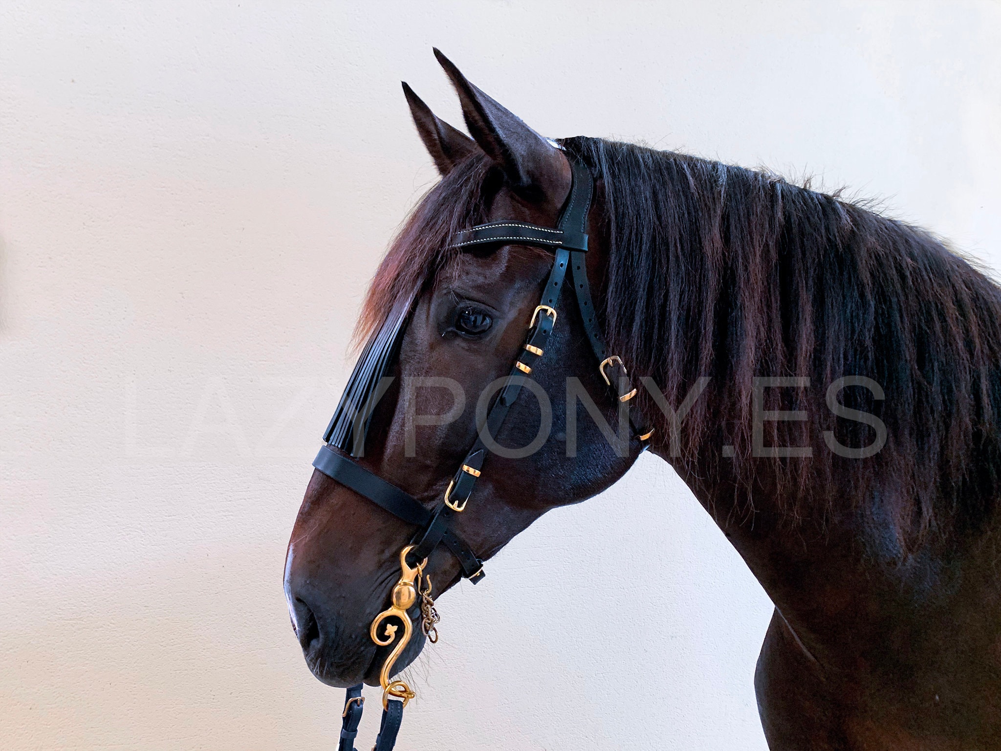 Handcrafted Horse Bridle Vaquero Lazypony, Fringe Browband