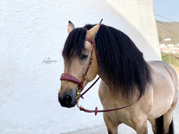 Baroque Horse Bridle Lazypony, Custom Leather Iberian Bridle with Wide Noseband