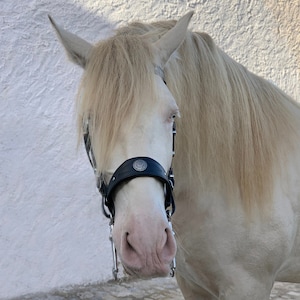 Decorative baroque bridle with embroidery and conchos