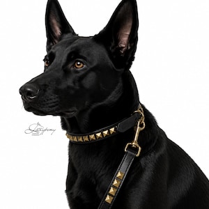 May include: A black dog with pointed ears and brown eyes wearing a black leather collar adorned with gold-toned pyramid studs. A matching black leather lead with gold-toned pyramid studs and a gold-toned metal swivel snap hook is attached.