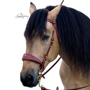Baroque Horse Bridle Lazypony