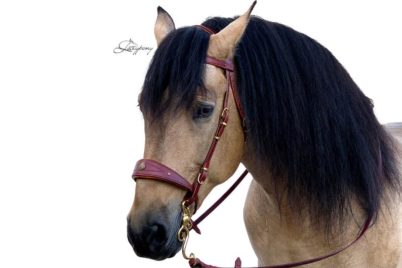 Baroque Horse Bridle Lazypony