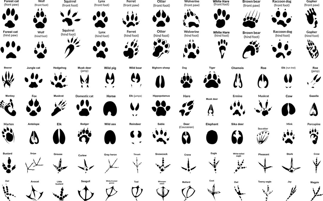 Black Bear Animal Tracks Stencil