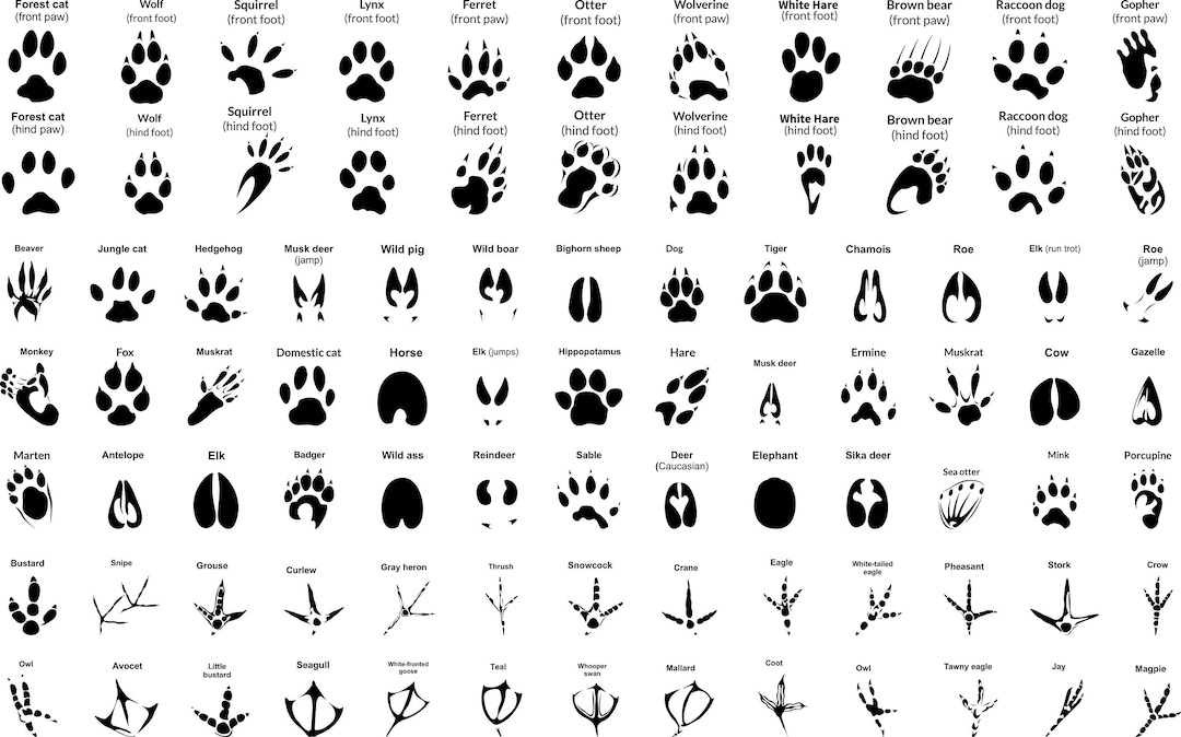 Animal Paw SVG Bundle, Animal Tracks, Hunting Prints Svg Cameo & Cricut