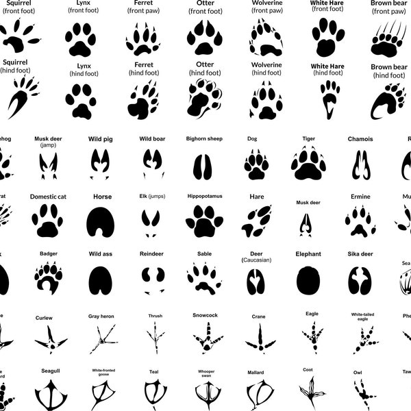Animal Paw SVG Bundle, Animal Tracks, Hunting Prints Svg Cameo & Cricut, Paw Clipart Png Eps for Adobe, Footprint Svg Bundle