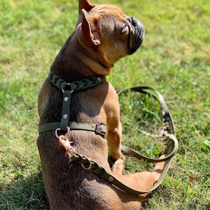 Biothane dog harness