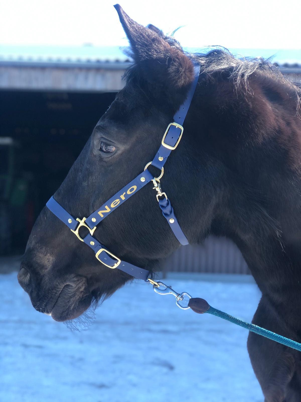 Licol et laisse, beau licol de cheval en paracorde tressé -  Canada