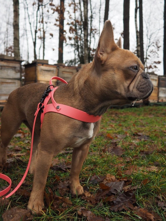 Norwegian dog harness online