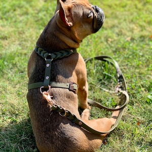 BioThane set dog harness + 1.5 meter or 2 meter leash