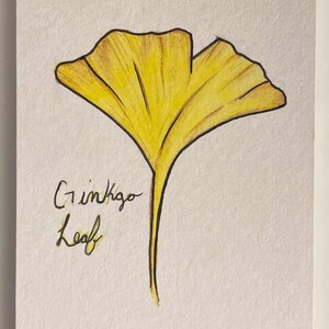 Grinkgo Leaf Study