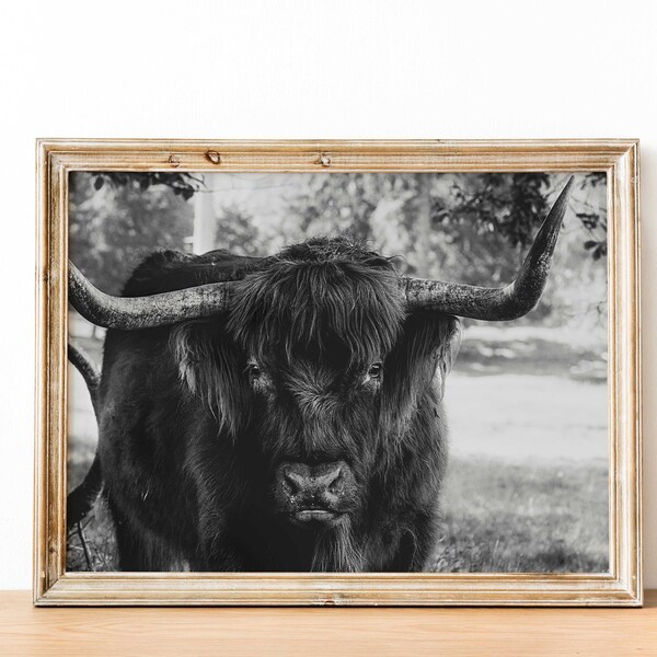 Longhorn Cow Photo | Digital Download | Animal Photography | Wall Art | Cow Print