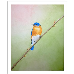 Eastern Bluebird Watercolor Print, Original Bird Art Painting, Songbird Wall Art for Nature Lovers, Serene Pastel Wildlife Art Print Gift