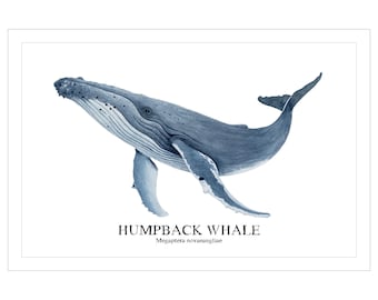 Humpback Whale Watercolor Print: Coastal Nautical Wall Art