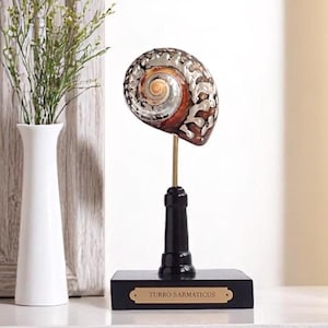 May include: A brown and silver seashell with a spiral pattern is displayed on a black stand with a gold metal rod. The stand has a black base with a gold plaque that reads "TURBO SARMATICUS".