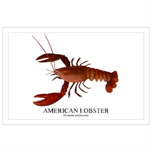 Maine Lobster Watercolor Print: Coastal Nautical Wall Art