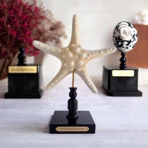 May include: A white starfish on a black stand with a gold label that reads "PROTOREASTER NODOSUS".