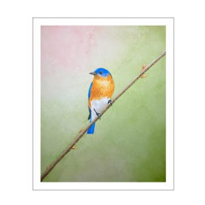 Stampa ad acquerello di uccello azzurro orientale, dipinto originale di uccelli, decorazione murale di uccelli canterini per gli amanti della natura, stampa d'arte di fauna selvatica dai colori pastello e serena, regalo