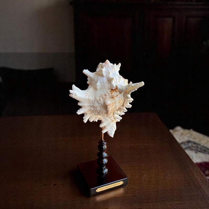 Small Shell Stand Mounted Shell Sculpture, Sea Shell on Stand, Tropical Shell Display ...