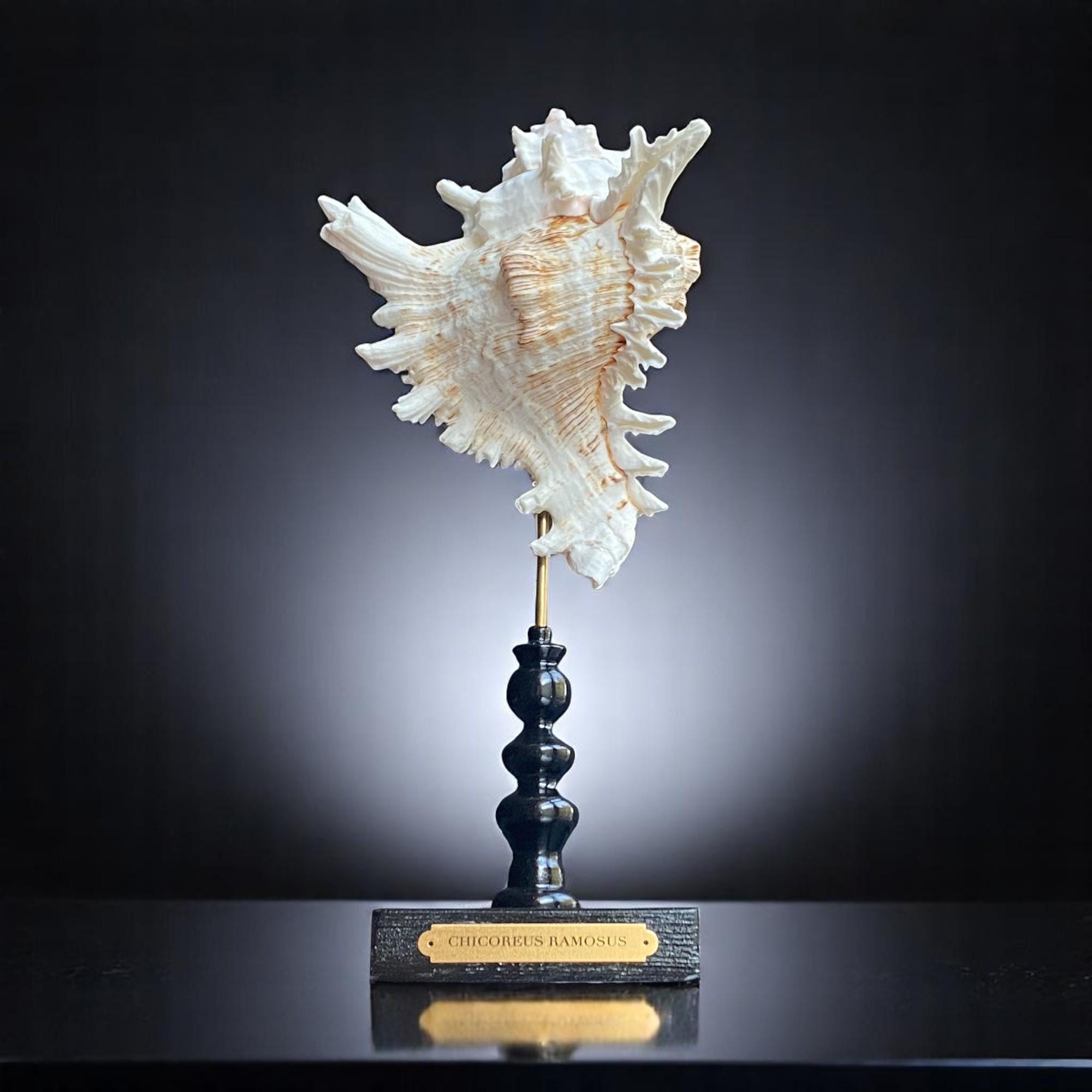 Statue Shell Mounted Shell Sculpture, Sea Shell on Stand, Tropical Shell Display ...